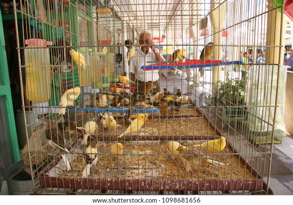 Birdcage Canaries Sale Front Off Pet 