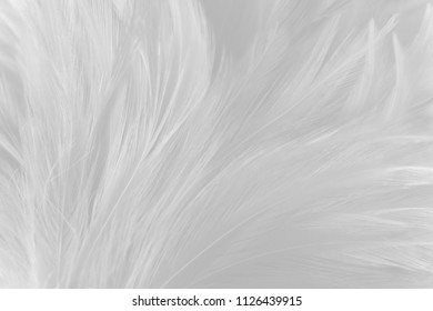 Bird,chickens feather texture for background Abstract,blur style and soft color of art design. - Shutterstock ID 1126439915