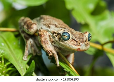 Marsh Frog Pelophylax Ridibundus Belongs Family Stock Photo 1133974415