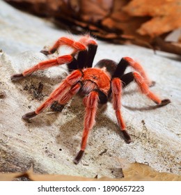 Birdeater tarantula spider Brachypelma boehmei in natural forest environment. Bright red colorful giant arachnid. Wildlife, biology, zoology, arachnology, science, education, zoo laboratory