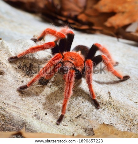 Birdeater tarantula spider Brachypelma boehmei in natural forest environment. Bright red colorful giant arachnid. Wildlife, biology, zoology, arachnology, science, education, zoo laboratory