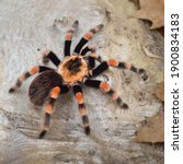 Birdeater tarantula spider Brachypelma smithi in natural forest environment. Bright orange colourful giant arachnid. Wildlife, biology, zoology, arachnology, science, education, zoo laboratory