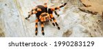 Birdeater tarantula spider Brachypelma smithi in natural forest environment. Bright orange colourful giant arachnid. Environmental conservation, wildlife, biology, arachnology theme. Panoramic image