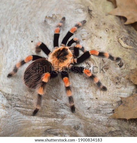 Birdeater tarantula spider Brachypelma smithi in natural forest environment. Bright orange colourful giant arachnid. Wildlife, biology, zoology, arachnology, science, education, zoo laboratory