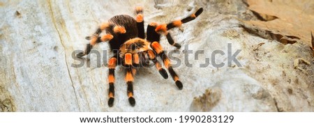 Birdeater tarantula spider Brachypelma smithi in natural forest environment. Bright orange colourful giant arachnid. Environmental conservation, wildlife, biology, arachnology theme. Panoramic image