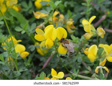 Birdfoot Trefoil (Lotus Corniculatus)