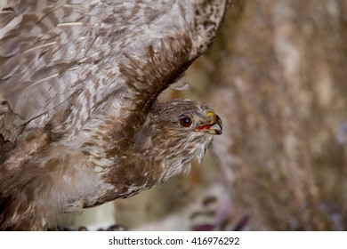 bird/Hawk