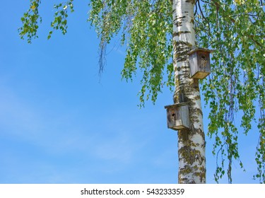 Birdhouse Birch Tree Spring