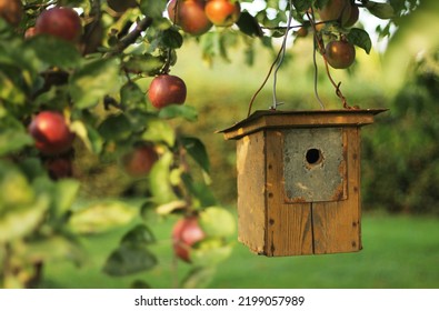 A birdhouse hanging from an apple tree. Wooden birdhouse with a hole hanging on a wire. Branch with beautiful red apples blurred in the front. Beautiful image of late summer garden. Green foliage. - Shutterstock ID 2199057989