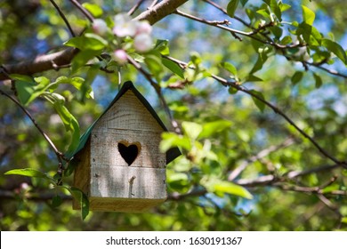 Birdhouse With Heart Shaped Opening  Hanging In An Apple Tree In The Spring