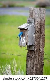 Birdhouse On A Fence Post With A Live Blue Bird Entering