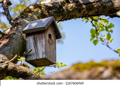 Birdhouse on tree at springtime. Branch of fruit tree with bird house. 