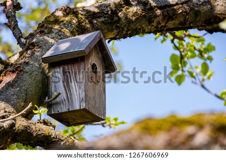 Birdhouse on tree at springtime. Branch of fruit tree with bird house. 