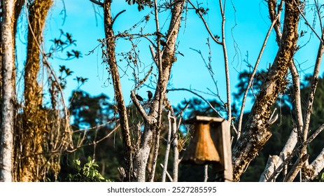 A birdhouse is perched on a tree branch. The birdhouse is small and brown. The tree is bare and has no leaves. The sky is blue and clear - Powered by Shutterstock