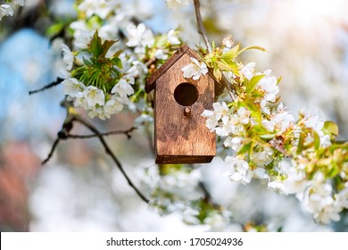 Birdhouse in spring with blossom cherryflower