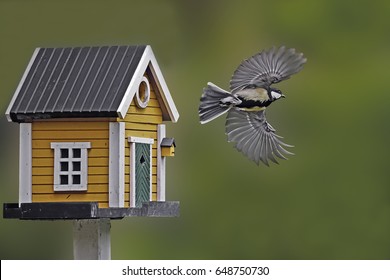 birdhouse and tit