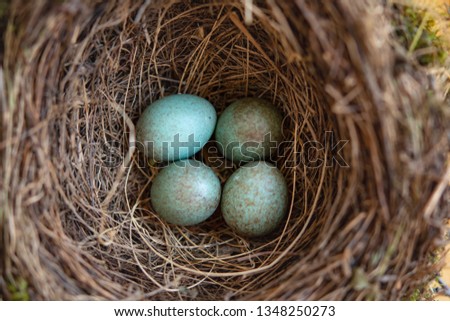 Bird-Nest with the eggs of merl (Turdus merula) – blackbird