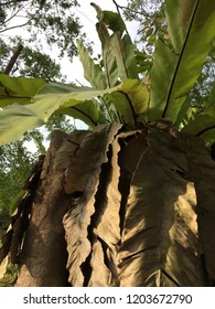 Bird Nest Fern Veriegated Pokok Paku Langsuyar Batik Variegated Plant Indoor Plant Shopee Malaysia