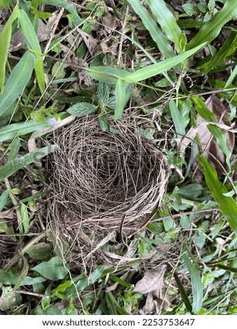 Birdnest from roots on ground,nice and excotic