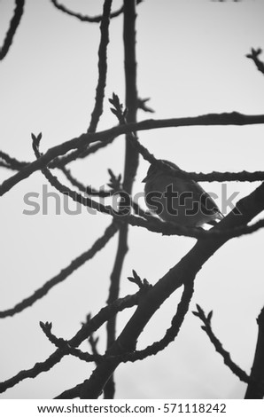 Similar – Image, Stock Photo No.x6b Bird+branch+beautiful weather….