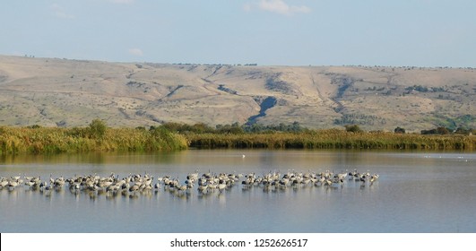  Birds In Agamon Hula Valley, Israel