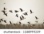 Birds and agriculture. Thousands of geese (bean goose and white-fronted goose) landing in plowed field. Migration and migration stops (stop-over). Abundance of birds can be harmful to farming