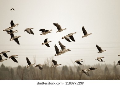 Birds and agriculture. Thousands of geese (bean goose and white-fronted goose) landing in plowed field. Migration and migration stops (stop-over). Abundance of birds can be harmful to farming