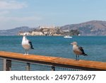 Birds and Alcatraz prison on the rock, San Francisco Bay, California, United States