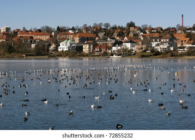 Birds all over the winter lake in Kolding, Denmark. City skyline in the background.