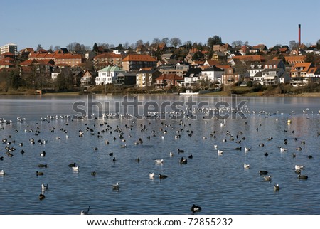 Birds all over the winter lake in Kolding, Denmark. City skyline in the background.