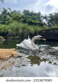 Birds animal swan river white water