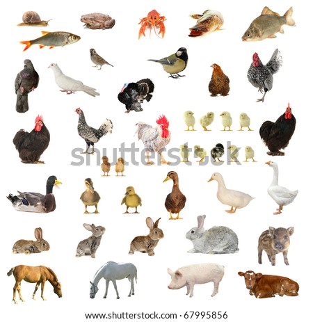 Birds and animals on a white background