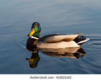 Birds and animals in wildlife. Amazing mallard duck swims in lake or river with blue water under sunlight landscape. Closeup perspective of funny duck.