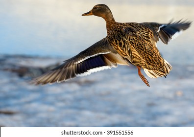 Birds and animals in wildlife. Awesome view of flying mallard duck with amazing wings and feathers at winter. Beautiful landscape of funny brown duck fly in wild nature , closeup perspective.