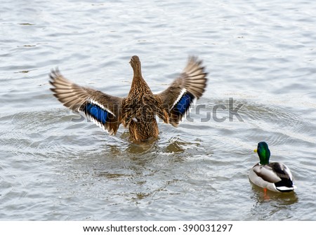 Birds and animals in wildlife. Beautiful duck flapping the wings in water of pond or river. 