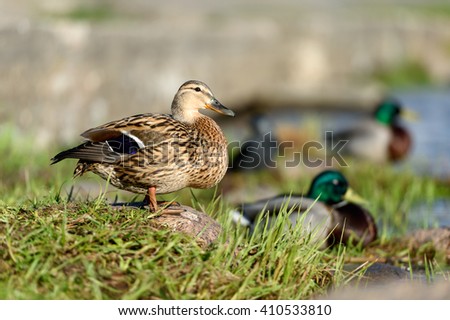 Birds and animals in wildlife concept. Amazing closeup view of brown mallard female duck on stone on sunlight with others swimming duck in water of park river landscape. Duck family at spring time.