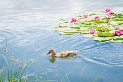 Birds And Animals In Wildlife Concept. Female Mallard Duck Swimming On The Pond Among Beautiful Water Lilies. Amazing Wild Duck Swims In Lake Or River With Blue Water