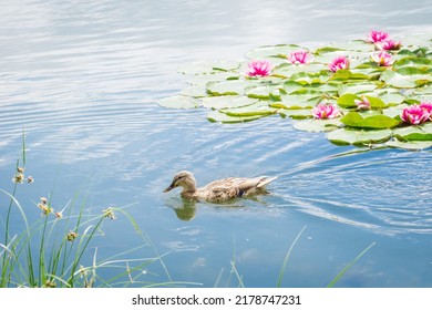 Birds and animals in wildlife concept. Female mallard duck swimming on the pond among beautiful water lilies. Amazing wild duck swims in lake or river with blue water