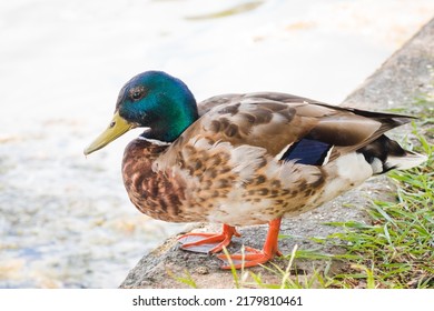 Birds and animals in wildlife concept. Mallard at the edge of a pond. Male wild duck standing in green grass. Colorful mallard drake near the lake