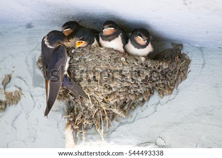 Birds and animals in wildlife. The swallow feeds the baby birds nesting