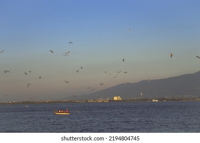 Birds Around A Bost And Sunset