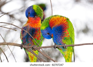 Birds, Australian Parrots, Rainbow lorikeets preening feathers - Powered by Shutterstock