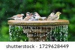 Birds bathing together at a bird bath