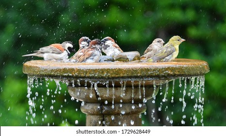 Birds Bathing Together At A Bird Bath