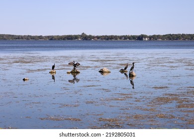 Birds In Bay Of Quinte On Rocks