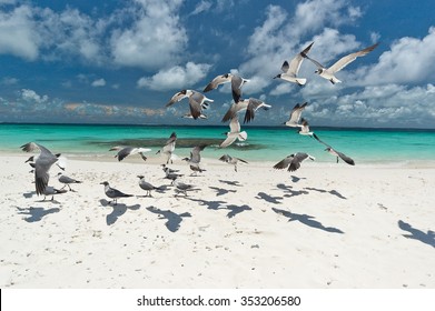 Birds Beach