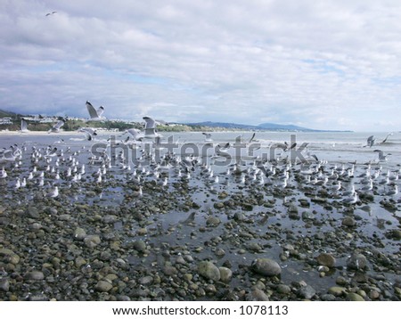 birds at the beach
