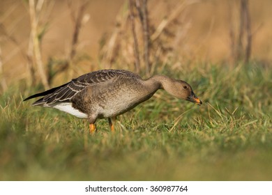 Birds - Bean Goose (Anser Fabalis)