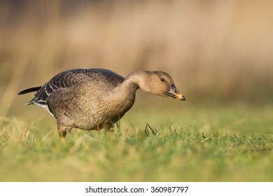 Birds - Bean Goose (Anser Fabalis)