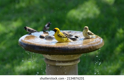 4,391 Birdbathing Images, Stock Photos & Vectors | Shutterstock